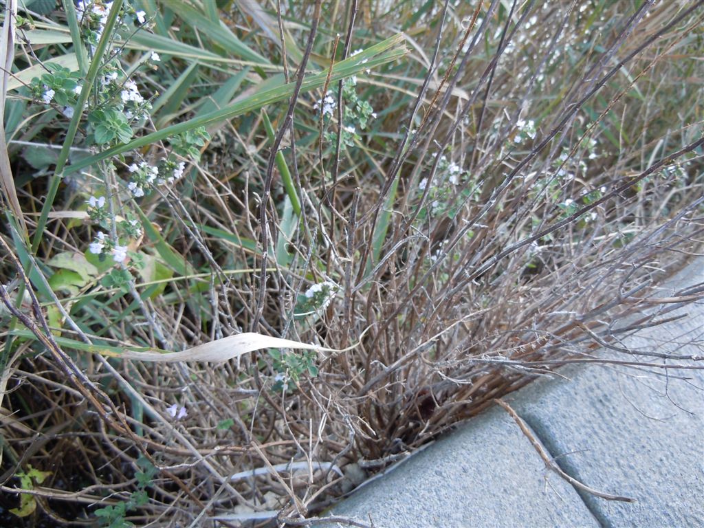 Calamintha nepeta
